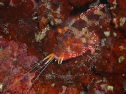 A scorpion fish at lunch time... by Cyrille France 